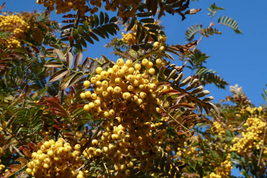 Sorbus 'Joseph Rock'