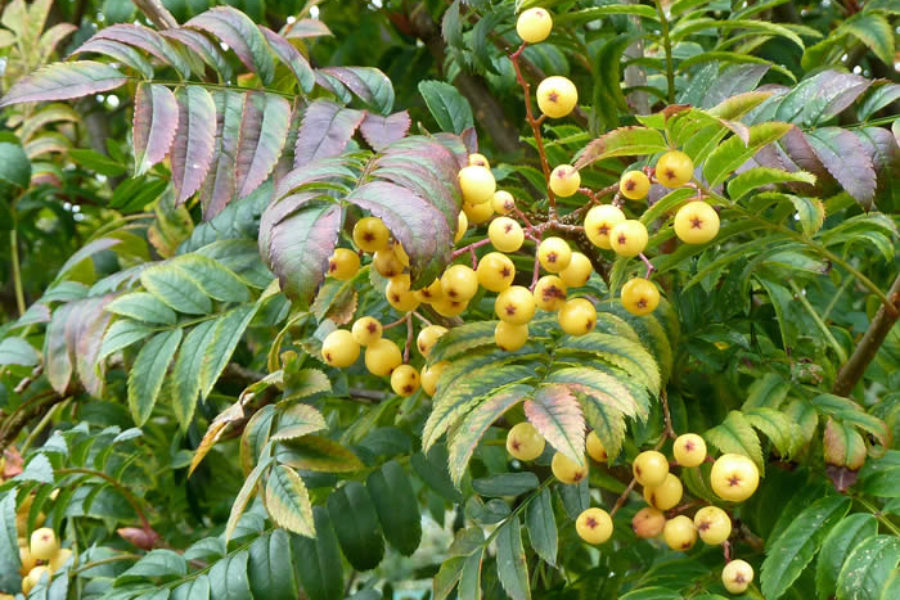 Sorbus 'Joseph Rock'