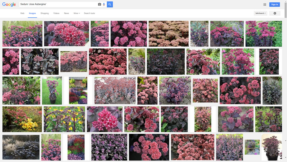 Google Search - Sedum ‘Jose Aubergine’