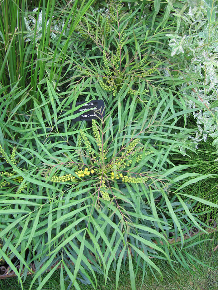 Mahonia eurybracteata 'Soft Caress'