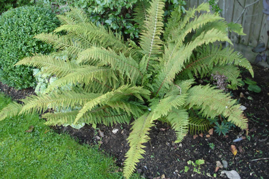 Polystichum setiferum ‘Herrenhausen’