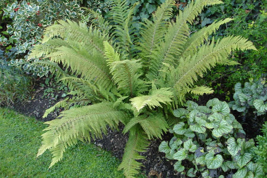 Polystichum setiferum ‘Proliferum’