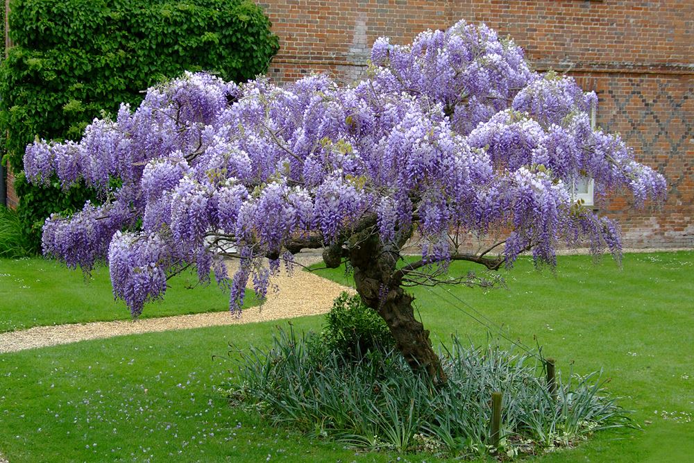 wisteria_at_the_vyne