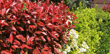 Plant Focus: Photinia x fraseri ‘Red Robin’ – A Garden Designer’s View