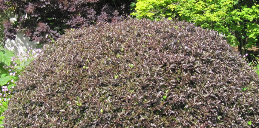 Plant Focus: Pittosporum tenuifolium &amp; its cultivars - ALDA Landscapes