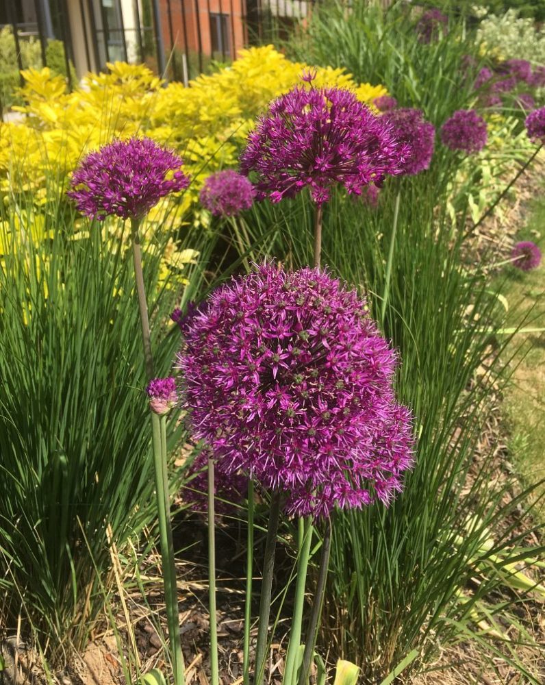 Plant Focus Ornamental Alliums ALDA Landscapes