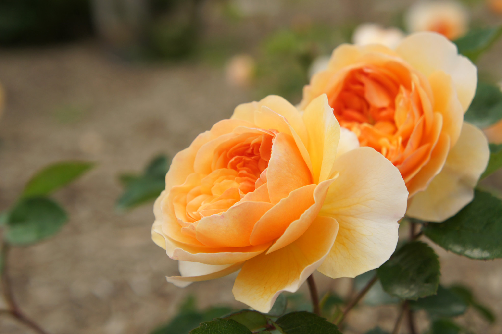 Where to Use Roses - ALDA Landscapes