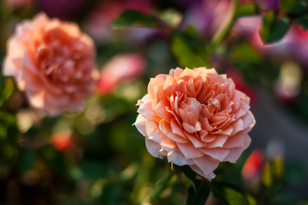 How to Look After Roses - ALDA Landscapes